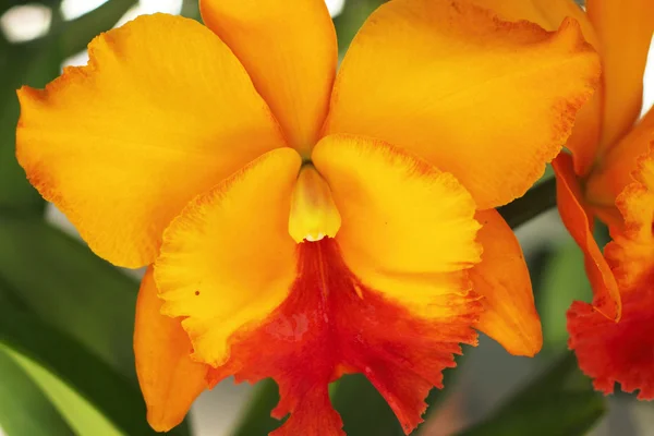 Flores amarelas da orquídea na natureza — Fotografia de Stock