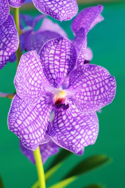 紫色兰花中联花 — 图库照片