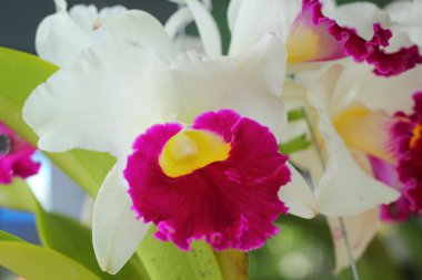 білі квіти орхідеї в природі