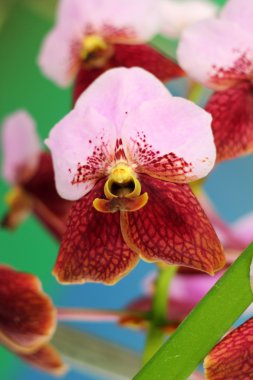 doğada pembe orkide çiçek