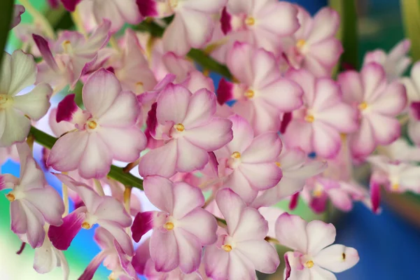 Lila Orchidee Vanda Blumen — Stockfoto