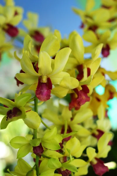 Žluté květy orchidejí v přírodě — Stock fotografie