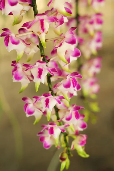 Różowy kwiat orchidei w naturze — Zdjęcie stockowe