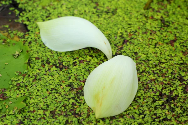 Petals lotus white in the nature — Stock Photo, Image