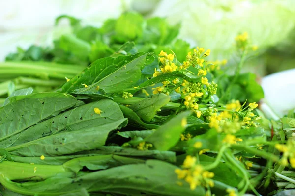 Китайская капуста овощей (Brassica chinensis ) — стоковое фото