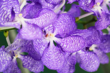 Mor orkide vanda çiçekler