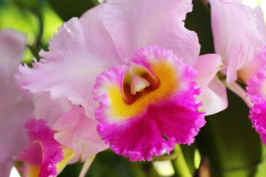 doğada pembe orkide çiçek