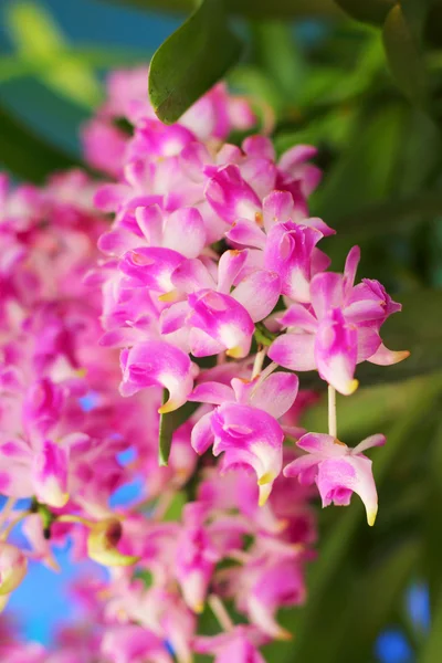 Fiore di orchidea rosa nella natura — Foto Stock