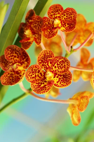 Gul orkidé blommor i naturen — Stockfoto