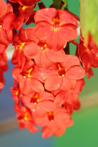 Orange orchid blommor i naturen — Stockfoto