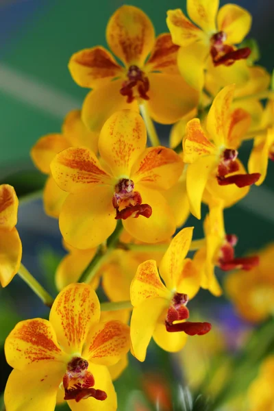 Κίτρινο orchid λουλούδια στη φύση — Φωτογραφία Αρχείου