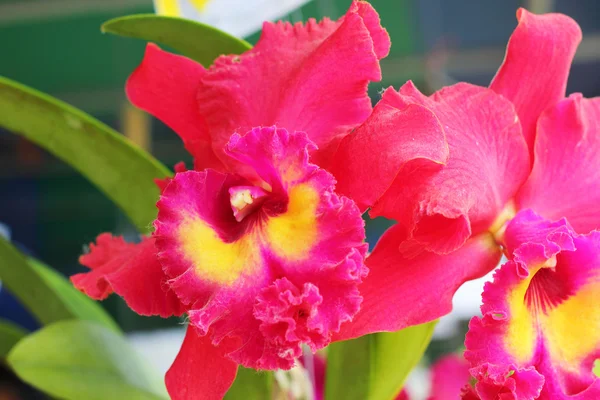 Flores de orquídea vermelho-alaranjadas na natureza — Fotografia de Stock