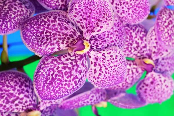Flores de vanda de orquídea roxa — Fotografia de Stock