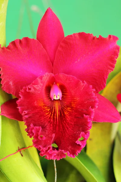 Flores de orquídea rojo-naranja en la naturaleza — Foto de Stock