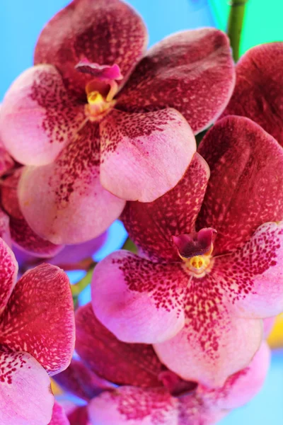 Flores de orquídea vermelho-alaranjadas na natureza — Fotografia de Stock
