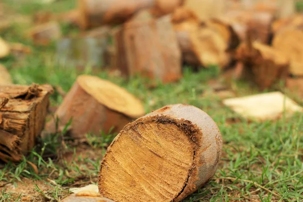 Tree stump in the nature — Stock Photo, Image