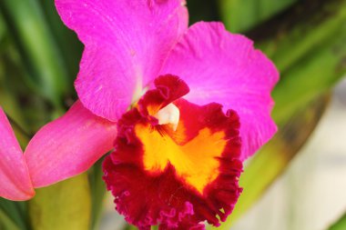 doğada pembe orkide çiçek