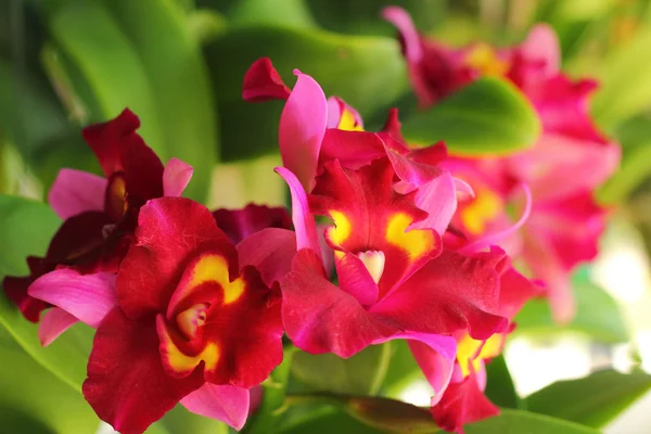 Červeno oranžové květy orchidejí v přírodě — Stock fotografie