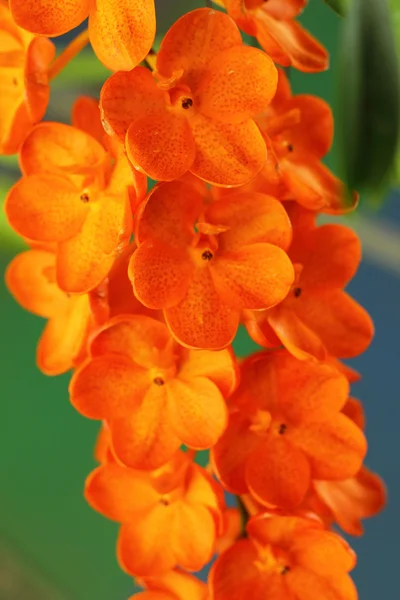 Orange orchid blommor i naturen — Stockfoto