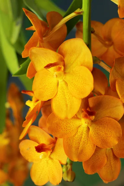 Žluté květy orchidejí v přírodě — Stock fotografie