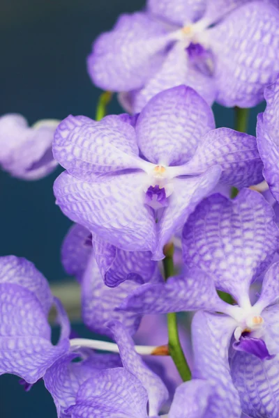 Purpurowa orchidea vanda kwiaty — Zdjęcie stockowe