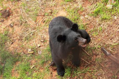 Ayılar sürüsü doğal 