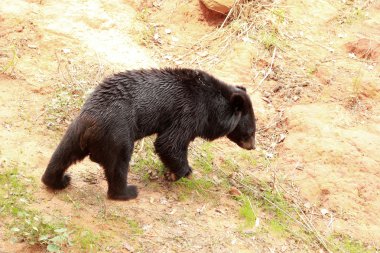 Ayılar sürüsü doğal 