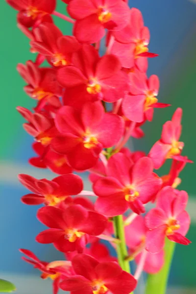 Pomarańczowe kwiaty orchidei w naturze — Zdjęcie stockowe