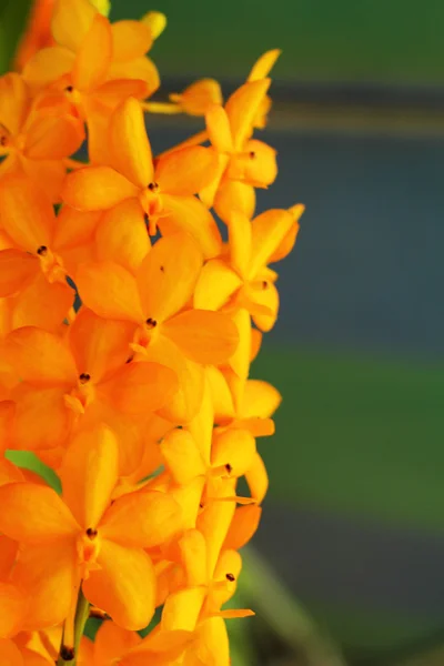 Žluté květy orchidejí v přírodě — Stock fotografie