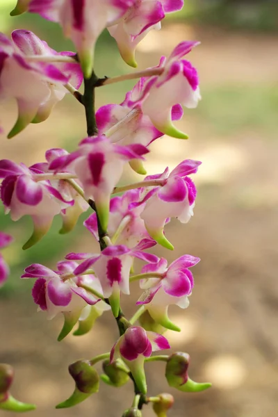 Fiore di orchidea rosa nella natura — Foto Stock