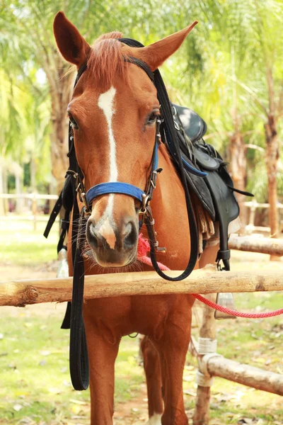 Primer plano caballo en la granja —  Fotos de Stock