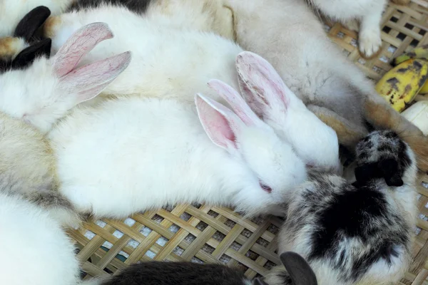 Rabbits lots of cute for sale. — Stock Photo, Image
