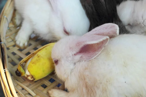 Rabbits lots of cute for sale. — Stock Photo, Image