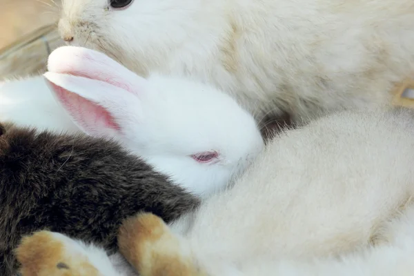 Kaninchen viele niedlich zum Verkauf. — Stockfoto