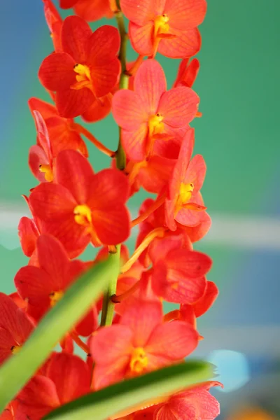 Pomarańczowe kwiaty orchidei w naturze — Zdjęcie stockowe