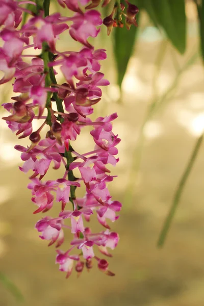 Flor de orquídea rosa na natureza — Fotografia de Stock