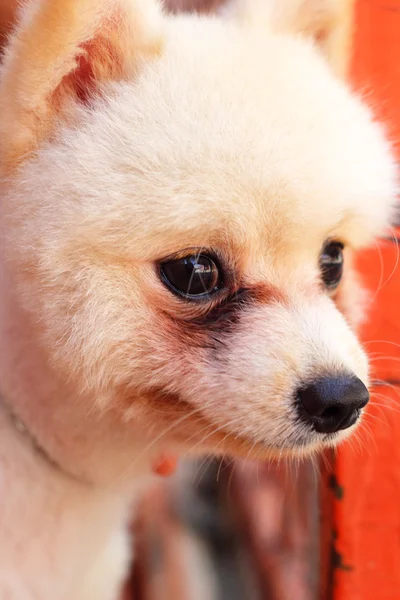 Primer plano blanco perro pomeranian — Foto de Stock