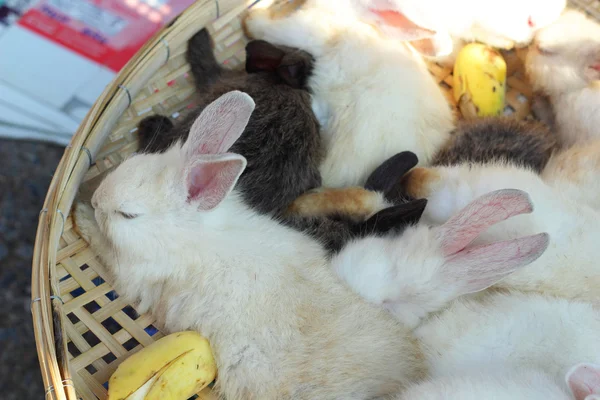 Rabbits lots of cute for sale. — Stock Photo, Image