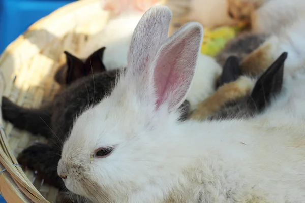 Tavşanlar çok sevimli Satılık. — Stok fotoğraf