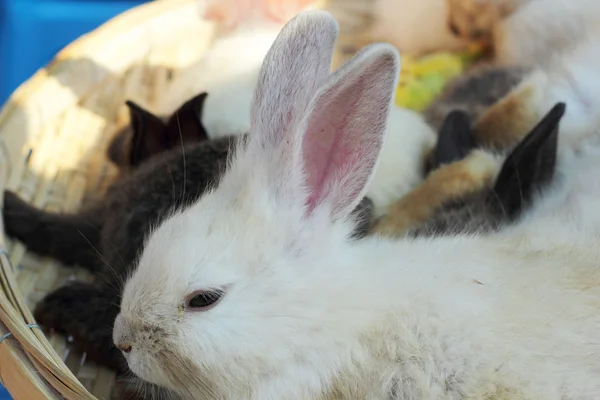 Lapins beaucoup de mignon à vendre . — Photo