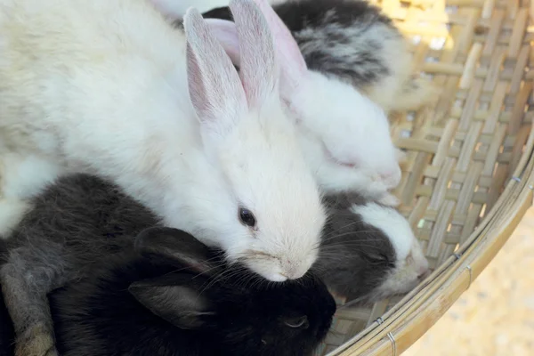 Rabbits lots of cute for sale. — Stock Photo, Image