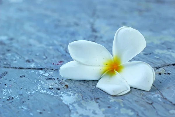 Frangipani çiçek güzellik taş — Stok fotoğraf