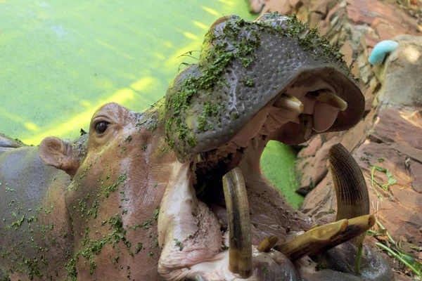 Nilpferd-Porträt in der Natur — Stockfoto