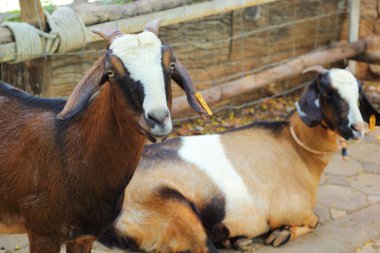 Keçi çiftliğinde doğa ile