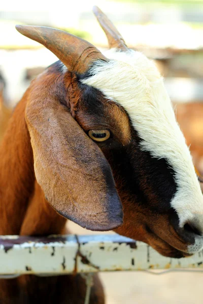 Goat in the farm with nature — Stock Photo, Image