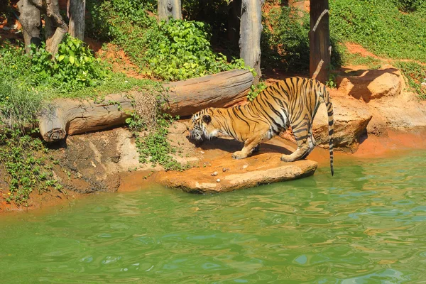 Tygrysy w ogrodach zoologicznych i natura — Zdjęcie stockowe