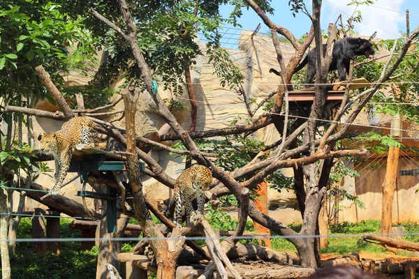 Kaplanlar hayvanat bahçeleri ve doğa — Stok fotoğraf