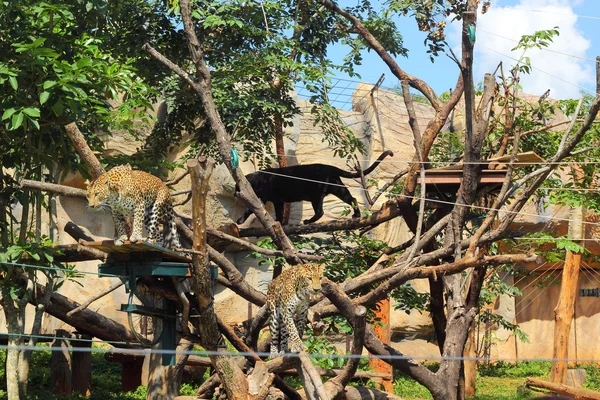 Tigers in zoos and nature — Stock Photo, Image