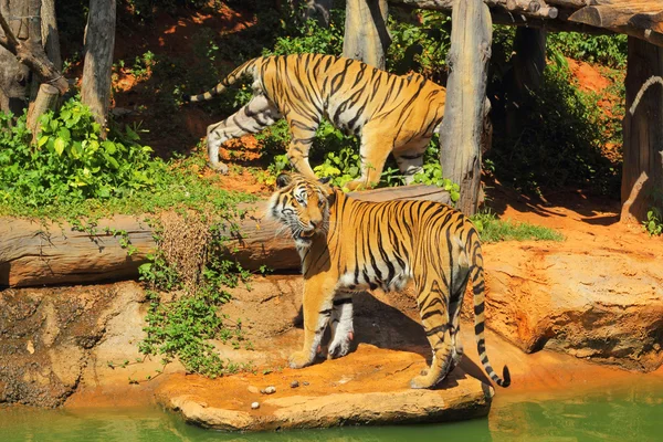 Les tigres dans les zoos et la nature — Photo