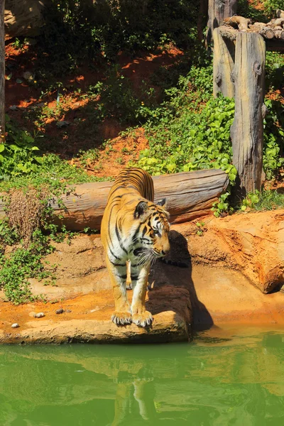 Tygrysy w ogrodach zoologicznych i natura — Zdjęcie stockowe